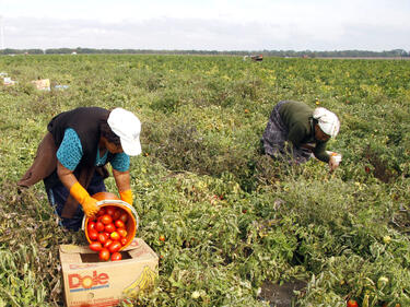 В Кюстендил раздават земеделски земи на социално слаби