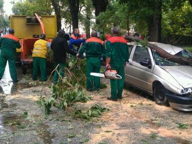 Дърво премаза паркирани коли в Пловдив (СНИМКИ)
