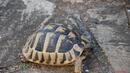 Софиянец заплашен със затвор заради защитена костенурка