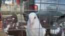 Платиха обезщетенията за умъртвените птици в Кърджалийско