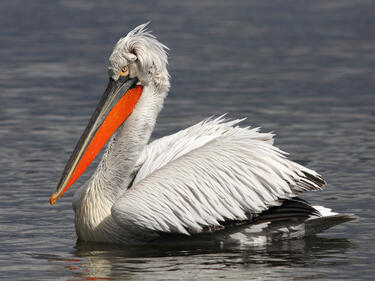 40 пеликани долетяха в резервата "Сребърна"