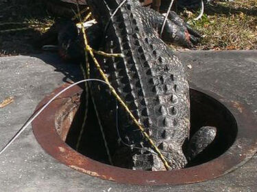 Гигантичен алигатор се навря в шахта