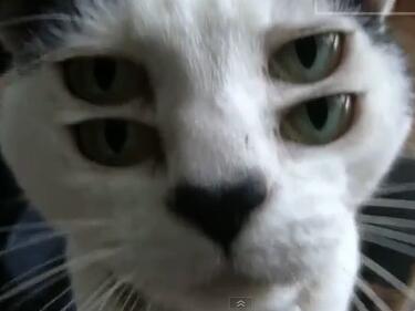 Уникално видео на четириоко коте