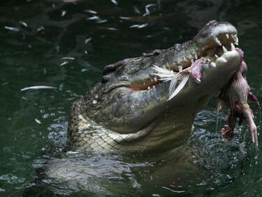 Алигатор, опитал да изяде Джеймс Бонд, се настани в Темза 