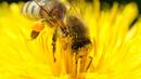 Пчелите се включват в борбата с HIV