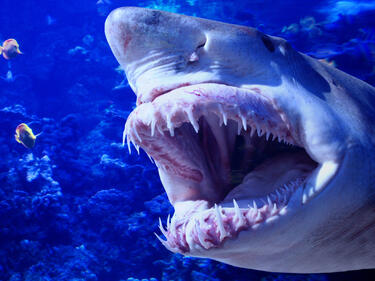 Австралиец спаси жена от 4-метрова бяла акула с голи ръце