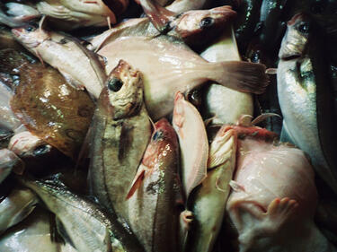ЕК намали квотите за улов от Атлантическия океан и Северно море