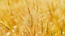 Пшеницата поевтиняла с 20% тази година