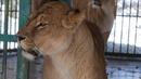 Варненският зоопарк се хвали с нова лъвица