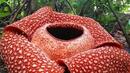В Индонезия откриха най-голямото хищно цвете