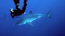 Защо акулите се гмуркат до 60 метра дълбочина?