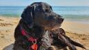 Сигнализирайте на 112, ако видите куче на охраняем плаж, глобите са до 5 бона