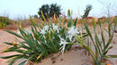 Застрашени вид пясъчни лилии вирее на плажа Силистар, концесионерът взе мерки да опази редките растения