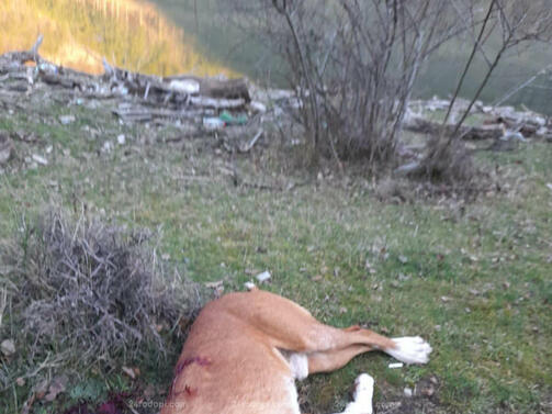 Едно от най добрите ловни кучета в Родопите бе убито по