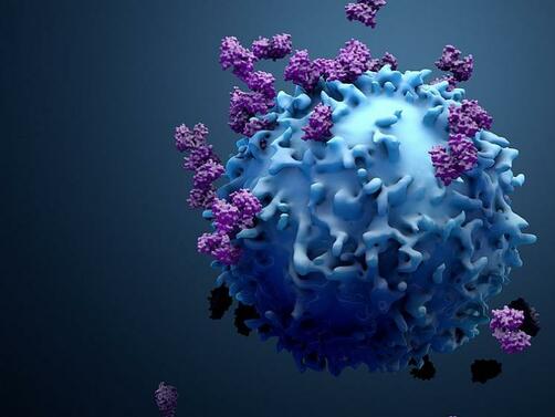Силно заразният вариант Омикрон на вируса SARS CoV 2 чиято най разпространена форма