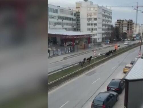 Стадо безстопанствени коне препускат по бул Андрей Ляпчев в столичния