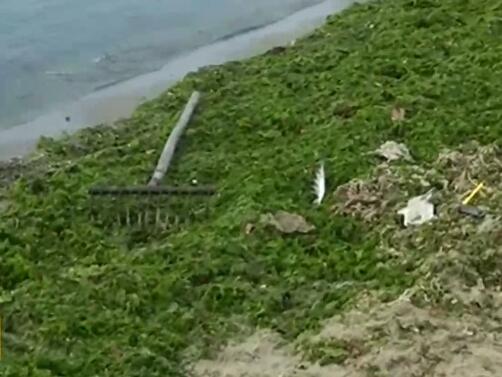 Туристи се натъкнаха на болнични отпадъци в морската вода на Офицерския плаж