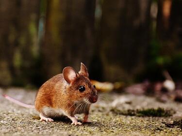 Невиждана популация на мишки блокира части от Япония