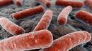 СЗО алармира: Има бум на туберкулоза за първи път от години
