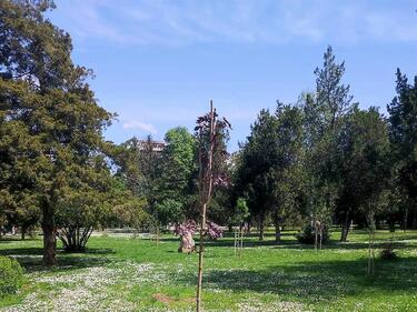 Велико Търново е по-зелен град с близо 900 засадени дървета и храсти
