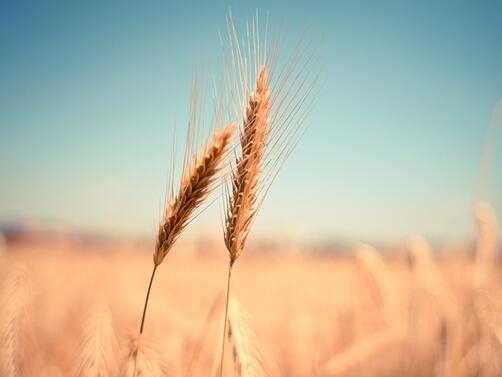 Реколтата от пшеница е под въпрос в Добруджа заради липсата