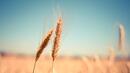 Реколтата от пшеница е под въпрос в Добруджа заради липсата на валежи