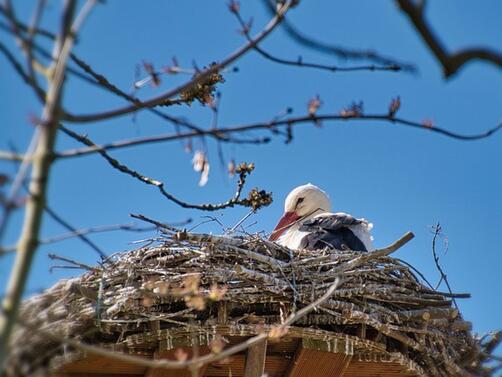 И тази пролет щъркеловата двойка свила гнездо на върха на