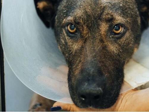 Измъчваното куче Мечо си намери приятелка Хера Животните са настанени самостоятелно