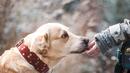 Започва безплатна кастрация на домашни кучета в Стара Загора