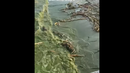 Черно море стана зелено край Одеса! Вижте отровната вода от Каховка (ВИДЕО)
