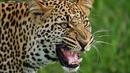 Заловиха леопарда, избягал от старозагорския зоопарк