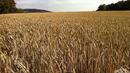 Египет и Турция отстъпват лидерството като най-големи изкупвачи на пшеница