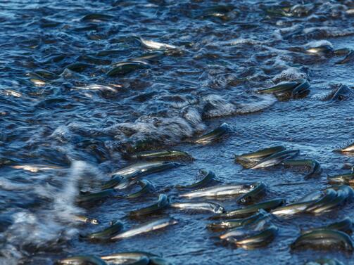 Мъртва риба край бреговете на Балчик Трудно е да се