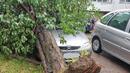 Сигнали за паднали клони и дървета след бурята в София

