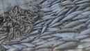 Измряла риба в р. Черна вдигна на крак природозащитници