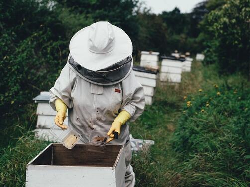 Поредна пчеларска организация в България обяви във Варна че се
