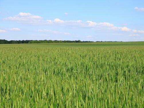 Природата най после е с нас въздъхват облекчено зърнопроизводителите в Добричка