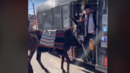 Динко от Ямбол разсмя Мрежата: Вкара магаре в автобус (ВИДЕО)