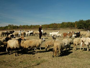 Тревога за субсидиите изкара двайсетина животновъди на протест