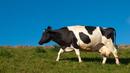 Хърватските млекопроизводители искат по-висока изкупна цена на млякото