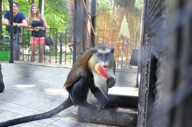 Маймунките във варненския Зоокът получиха необичаен леден десерт срещу жегите - сладолед