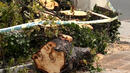 Дърво затисна и уби 10-годишно момче