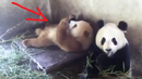 Снимки на адски странна панда счупиха нета (ВИДЕО)