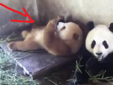 Снимки на адски странна панда счупиха нета (ВИДЕО)