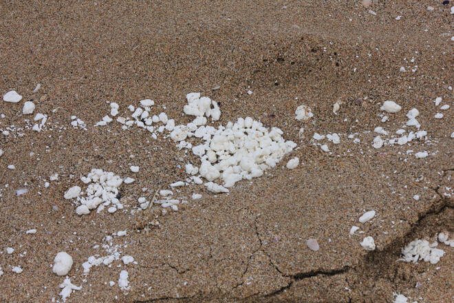 Неизвестно вещество замърси южните плажове (СНИМКИ)