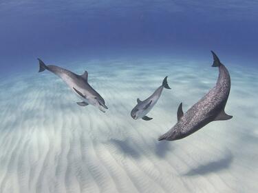 Океанариумът в Бургас ще има 42 аквариума и един делфинариум