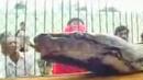 В Индонезия уловиха страховит 500-килограмов питон с шокиращи размери (СНИМКИ)