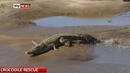 Огромен крокодил приклещи мъж на самотен остров (ВИДЕО)
