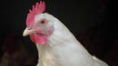 Как се общува с кокошки за 2 млн. британски лири