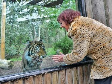 Без тигрови щампи в зоопарка
